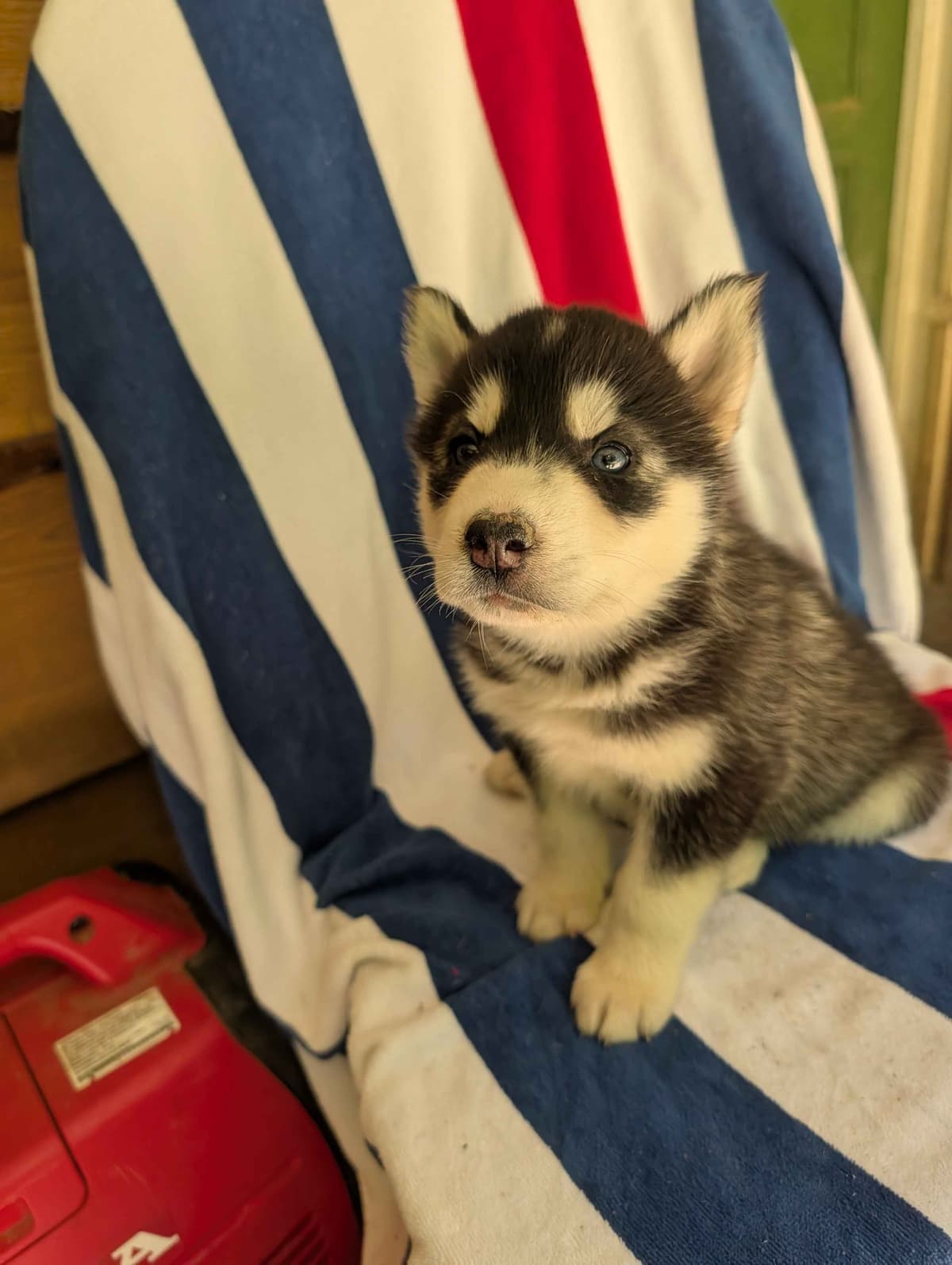 Siberian Husky Puppies breeder image 1