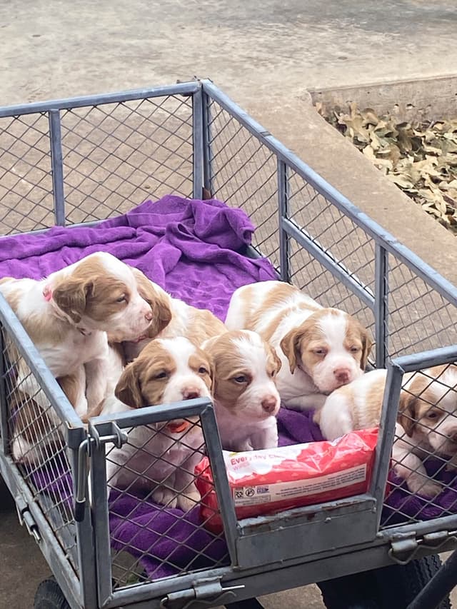 Brittany Puppies media 2