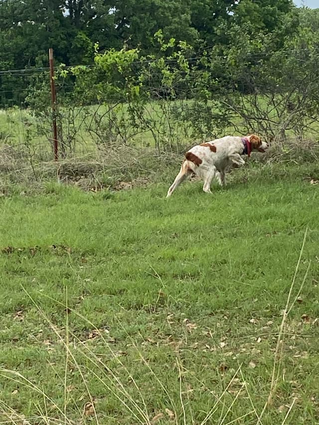 Brittany Puppies media 17