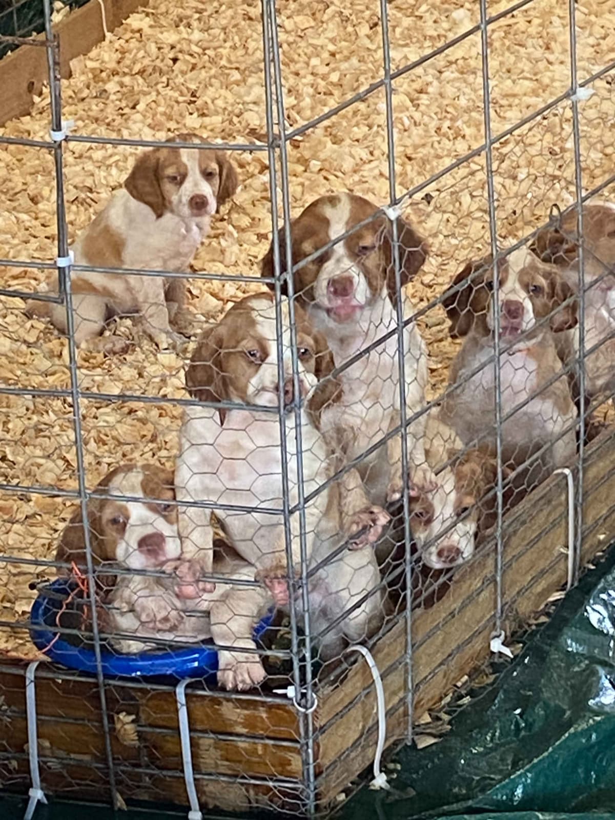 Brittany Puppies breeder image 1