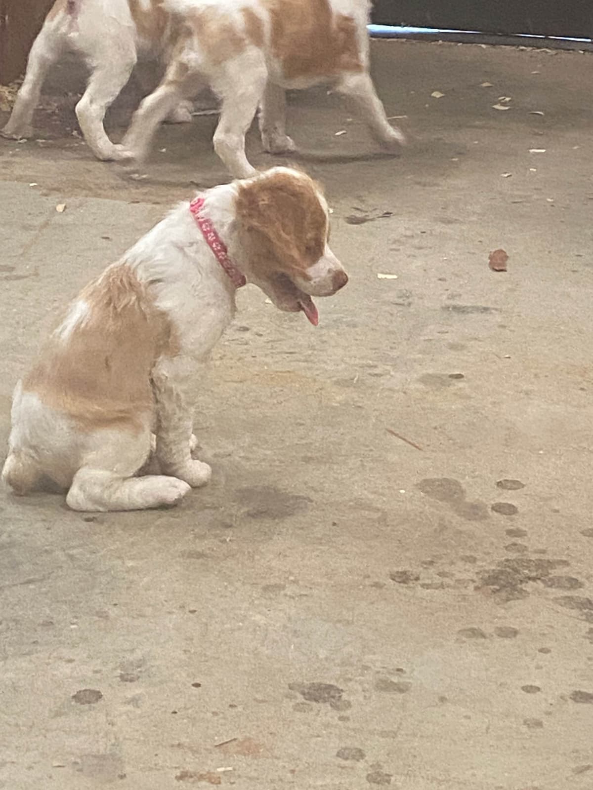 Brittany Puppies breeder image 2
