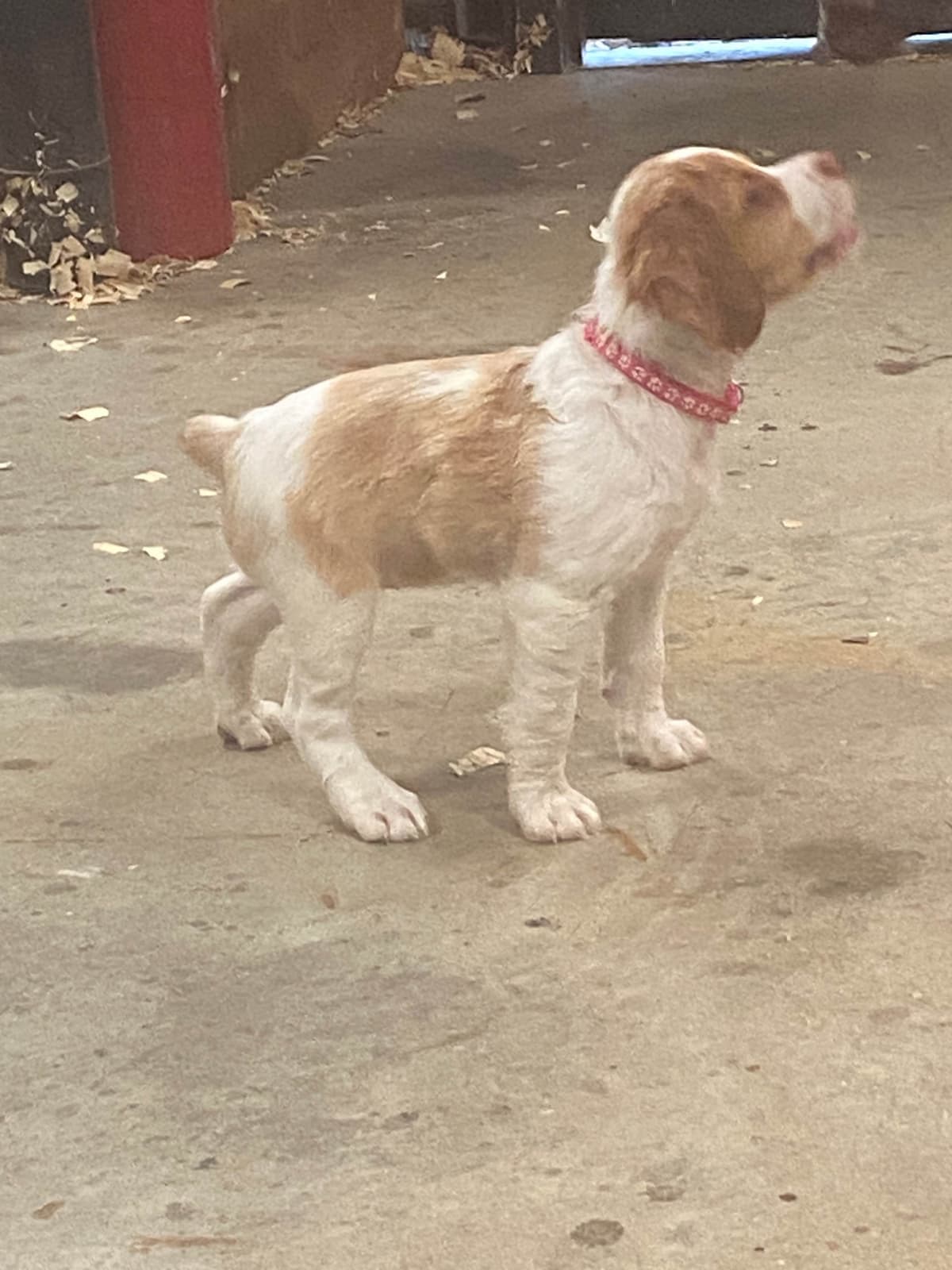 Brittany Puppies breeder image 3