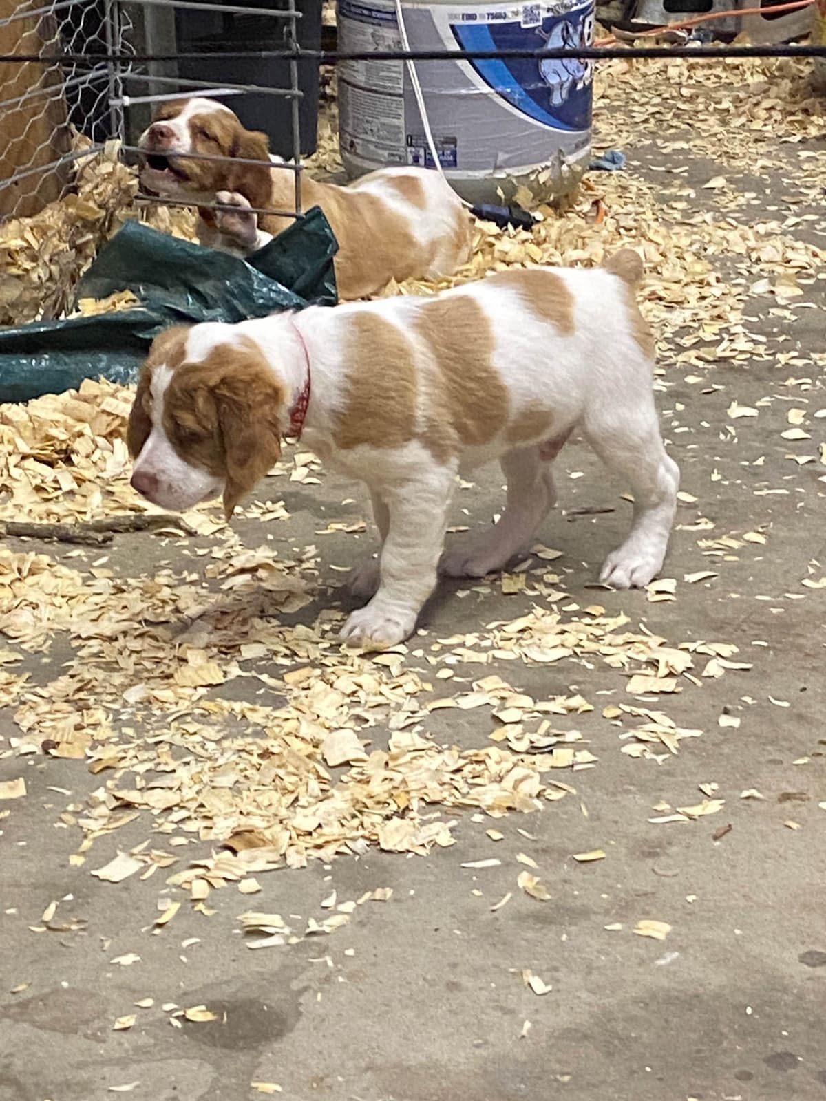 Brittany Puppies breeder image 4