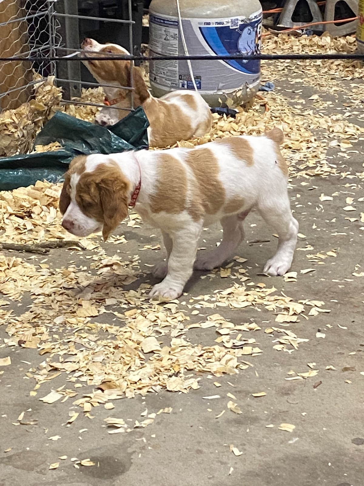 Brittany Puppies breeder image 5