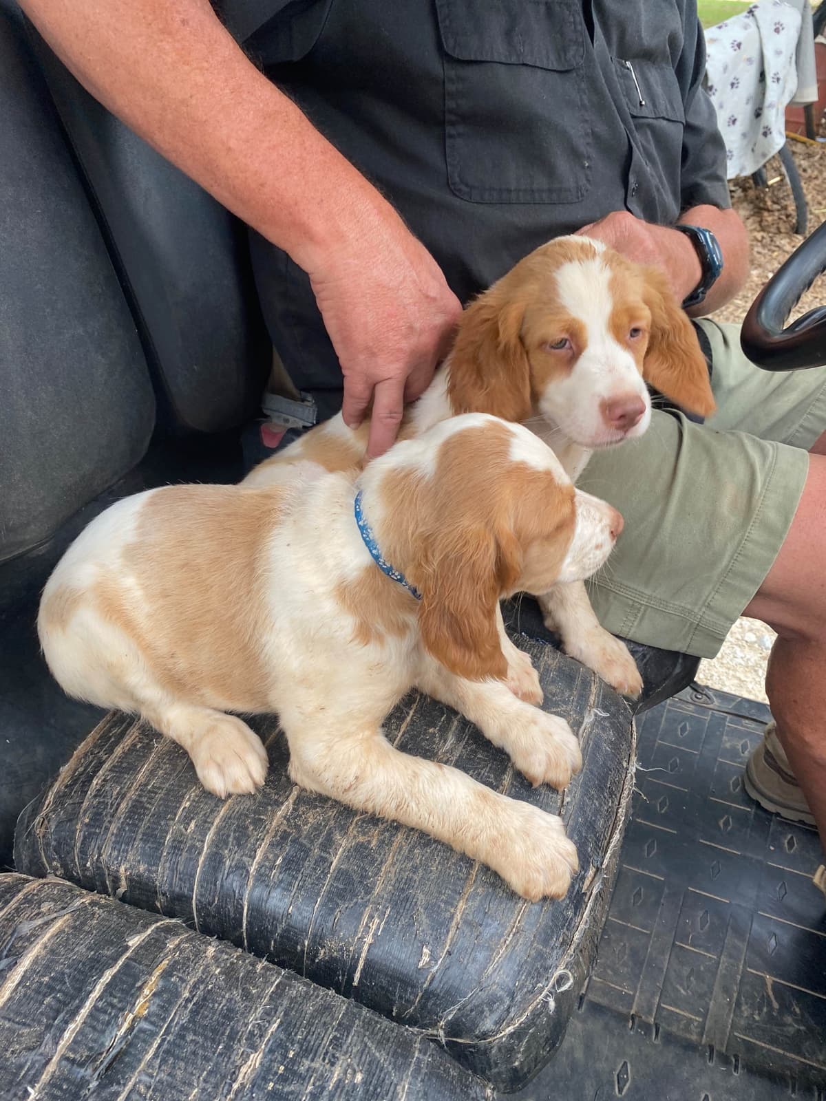 Brittany Puppies breeder image 6