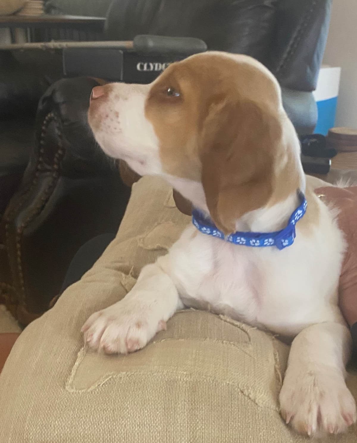 Brittany Puppies breeder image 7