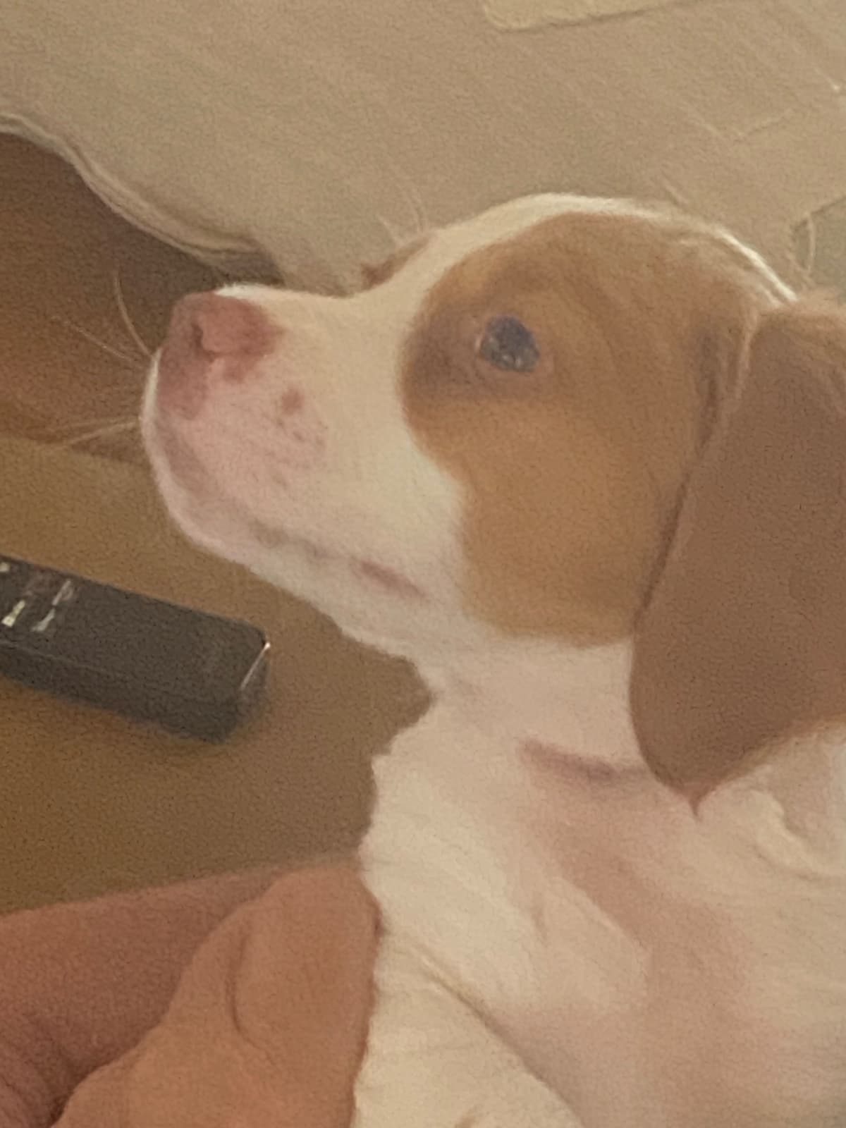 Brittany Puppies breeder image 10