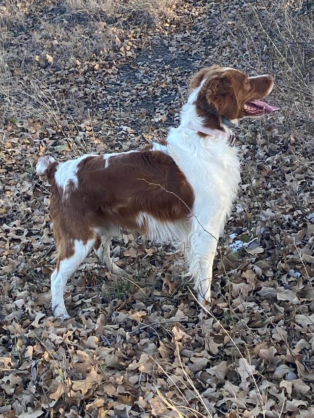 Brittany Puppies media 18