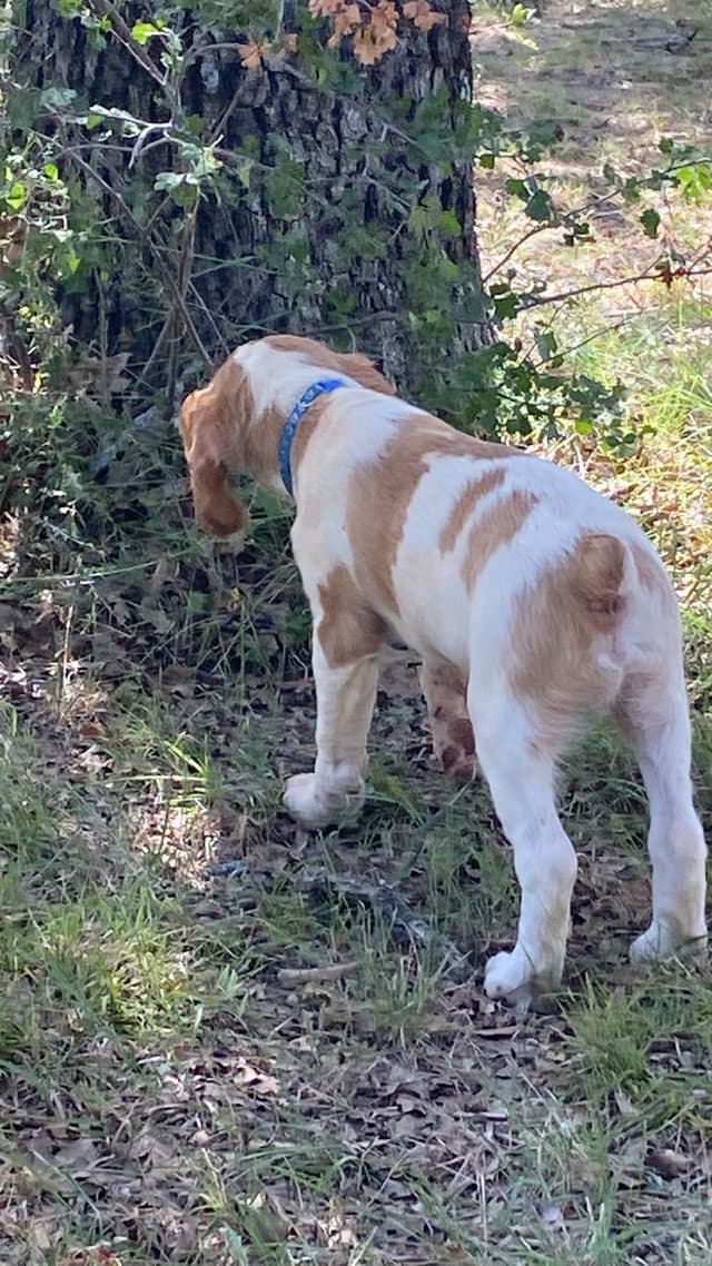 Brittany Puppies media 8