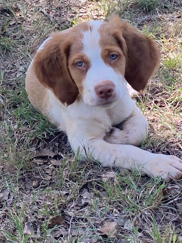 Brittany Puppies media 9