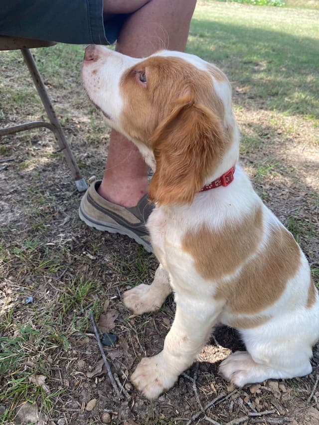 Brittany Puppies media 13