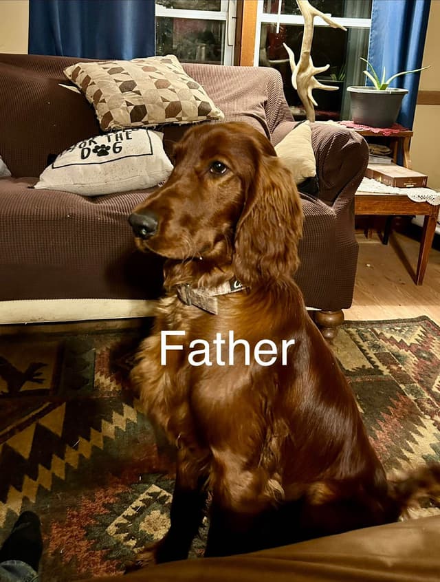 Irish Setter Puppies media 14