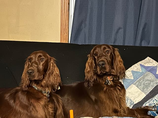 Irish Setter Puppies media 18
