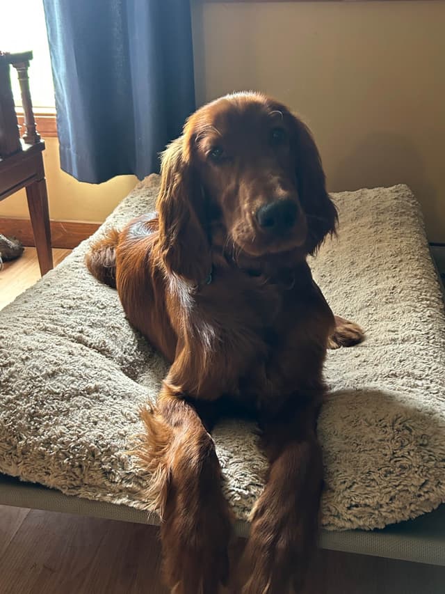 Irish Setter Puppies media 15
