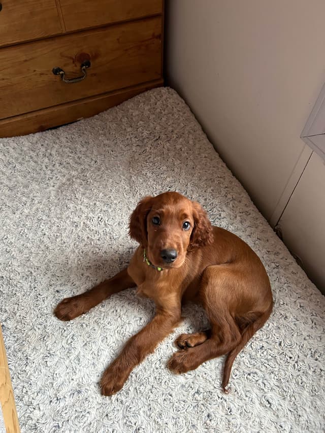 Irish Setter Puppies media 22