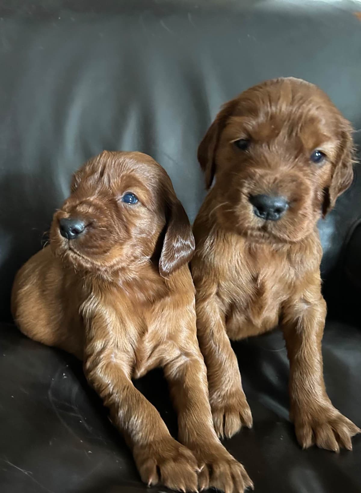 Irish Setter Puppies breeder image 1