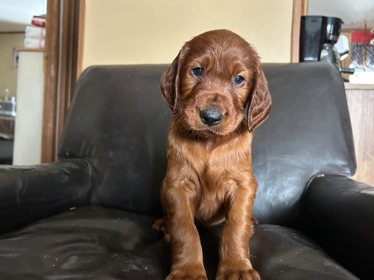 Irish Setter Puppies breeder image 2