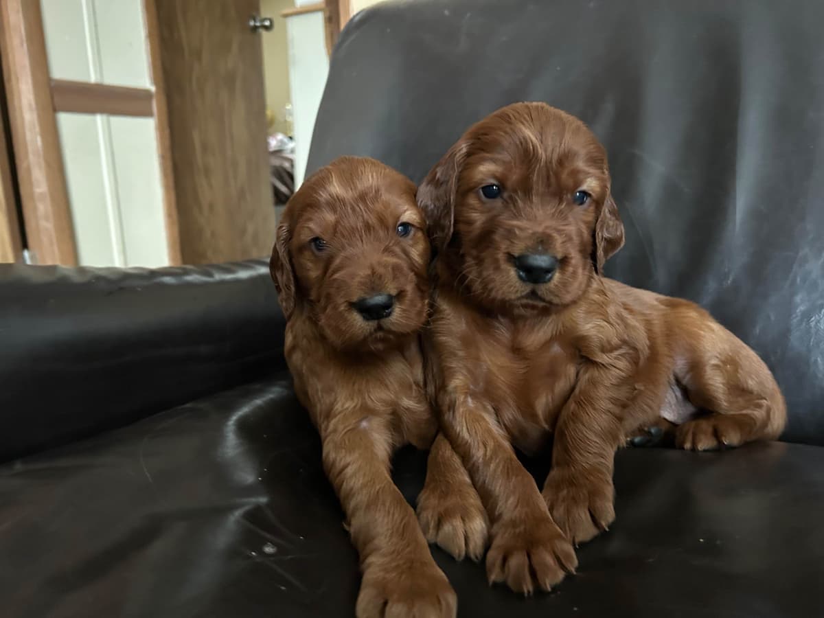Irish Setter Puppies breeder image 3