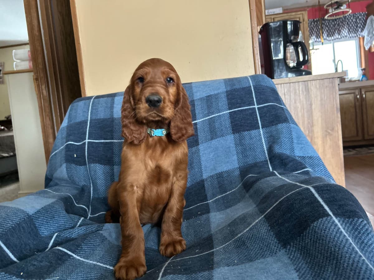 Irish Setter Puppies breeder image 9