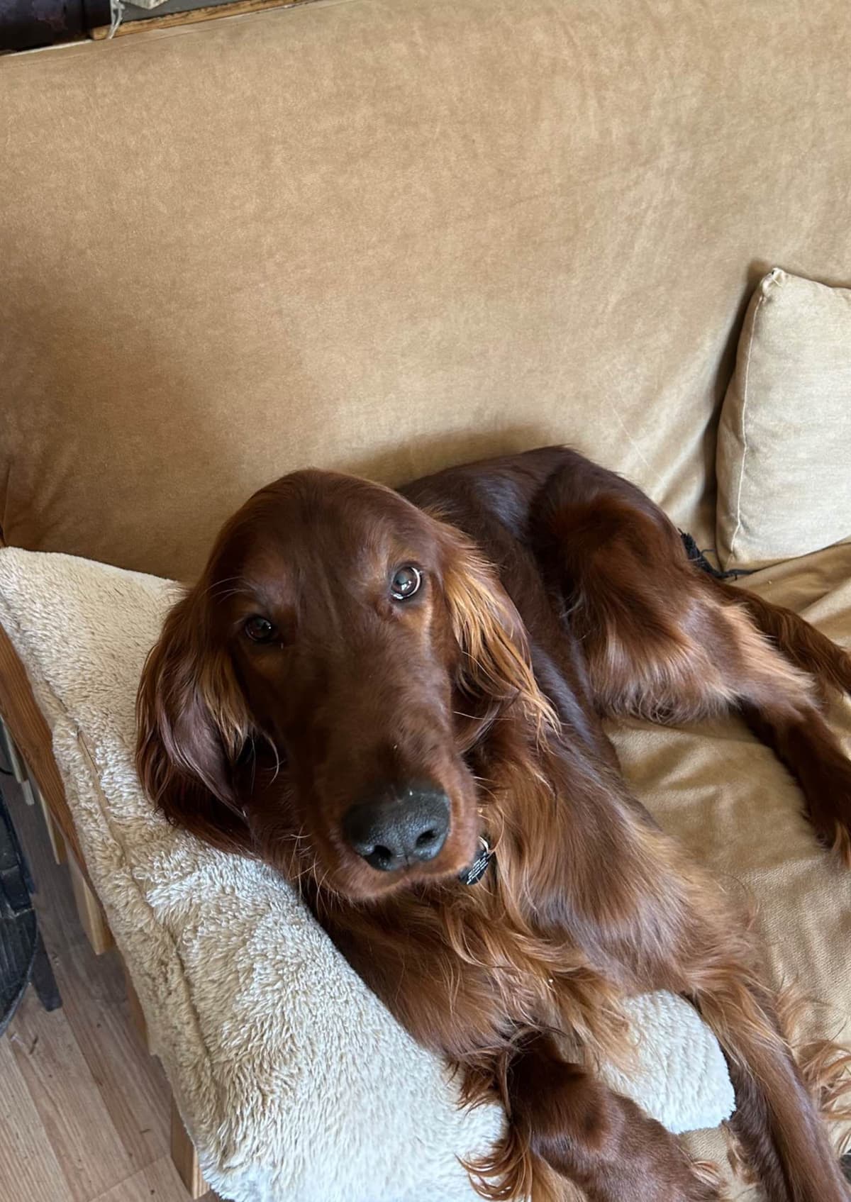 Irish Setter Puppies breeder image 8