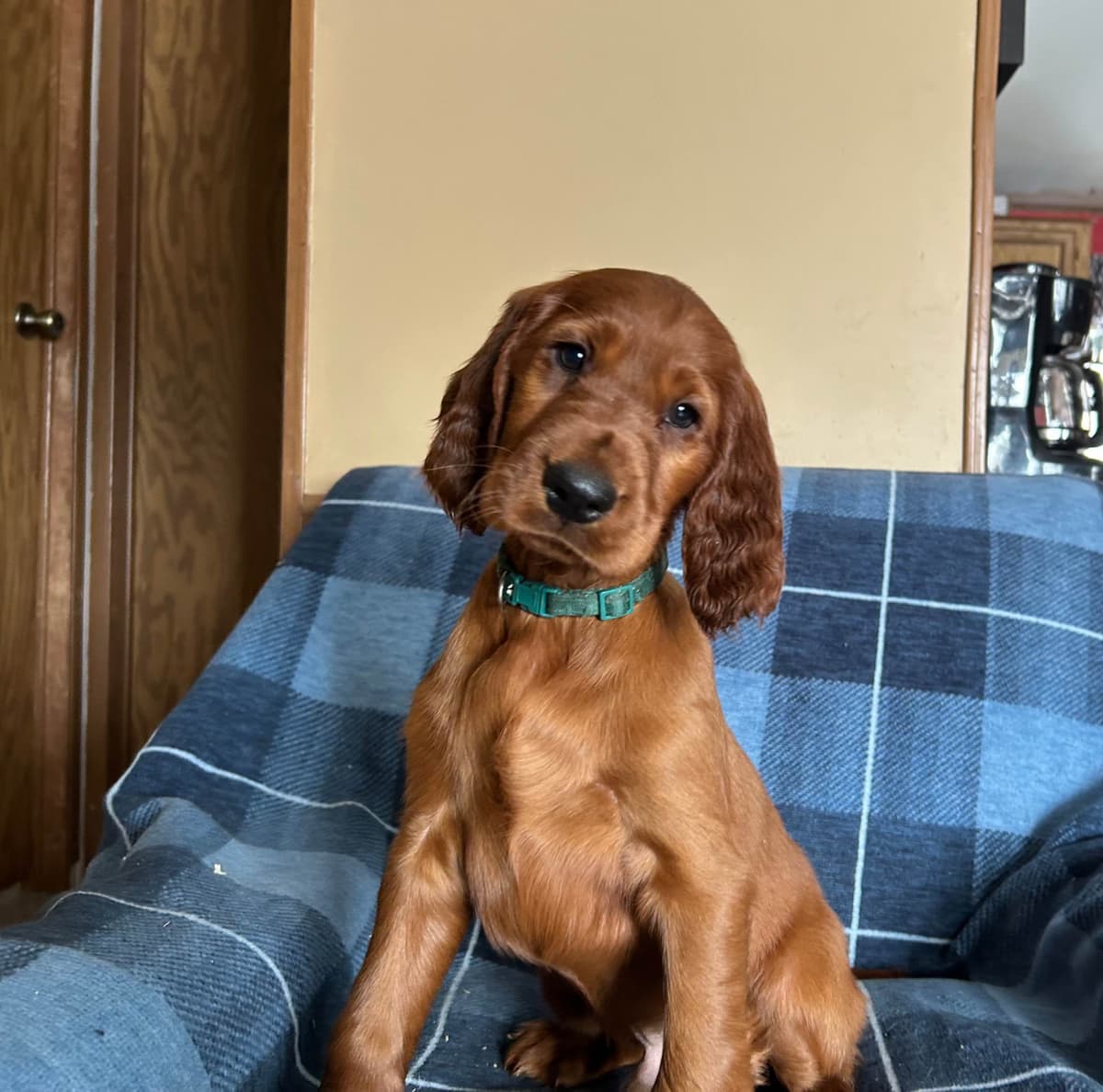 Irish Setter Puppies breeder image 13