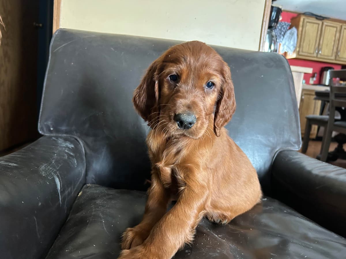 Irish Setter Puppies breeder image 11