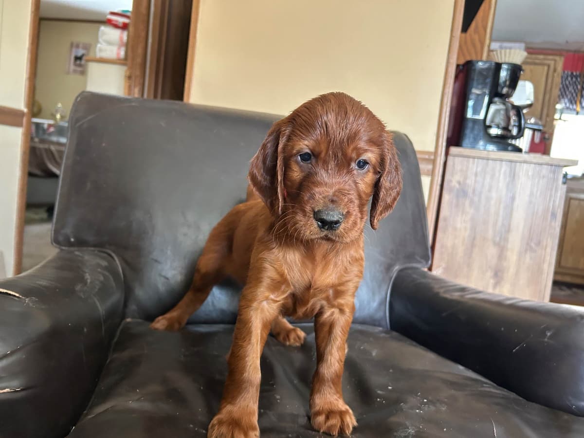 Irish Setter Puppies breeder image 7