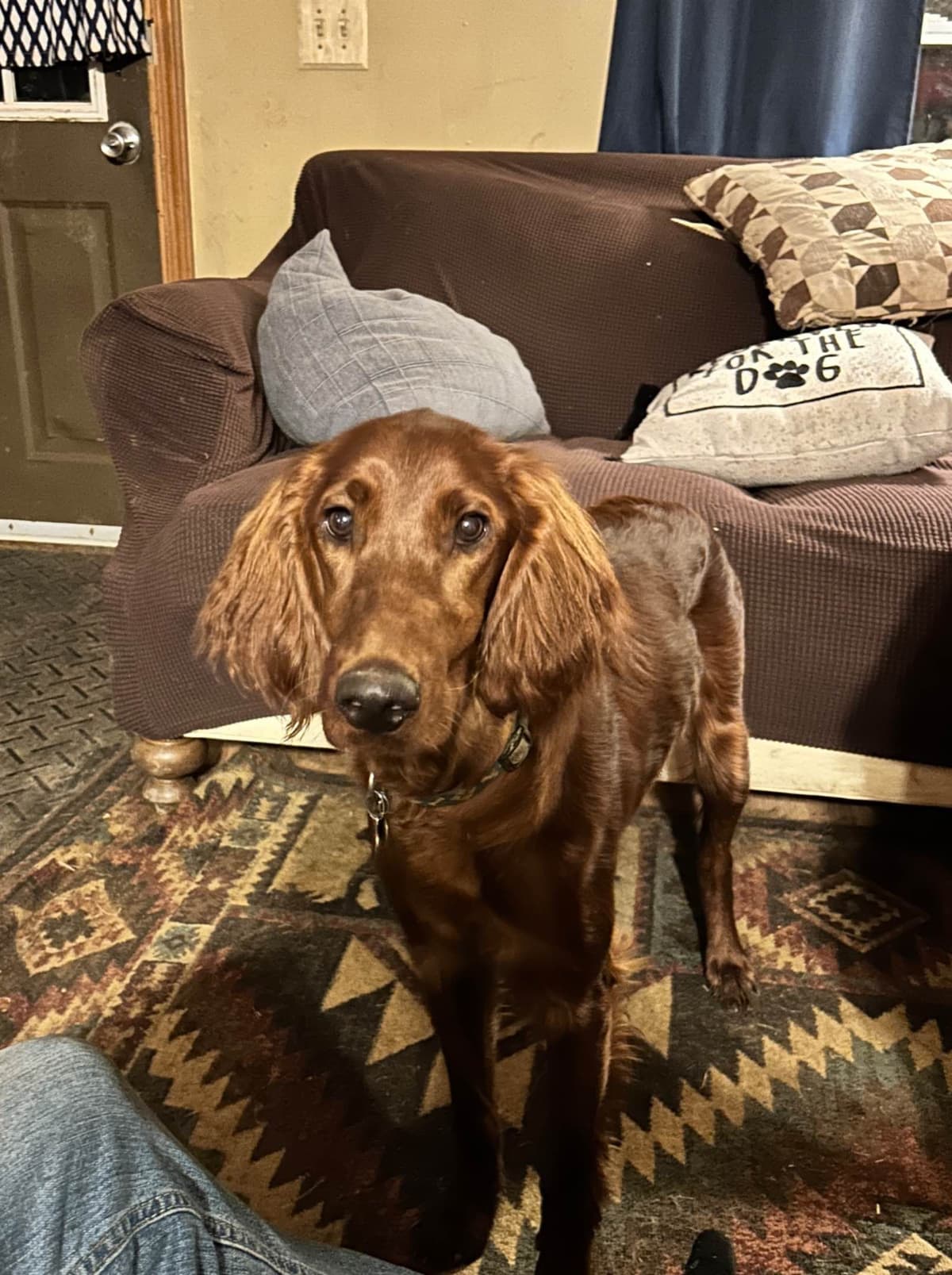 Irish Setter Puppies breeder image 5