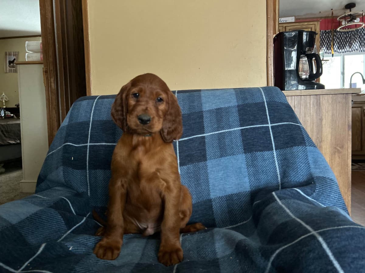 Irish Setter Puppies breeder image 16
