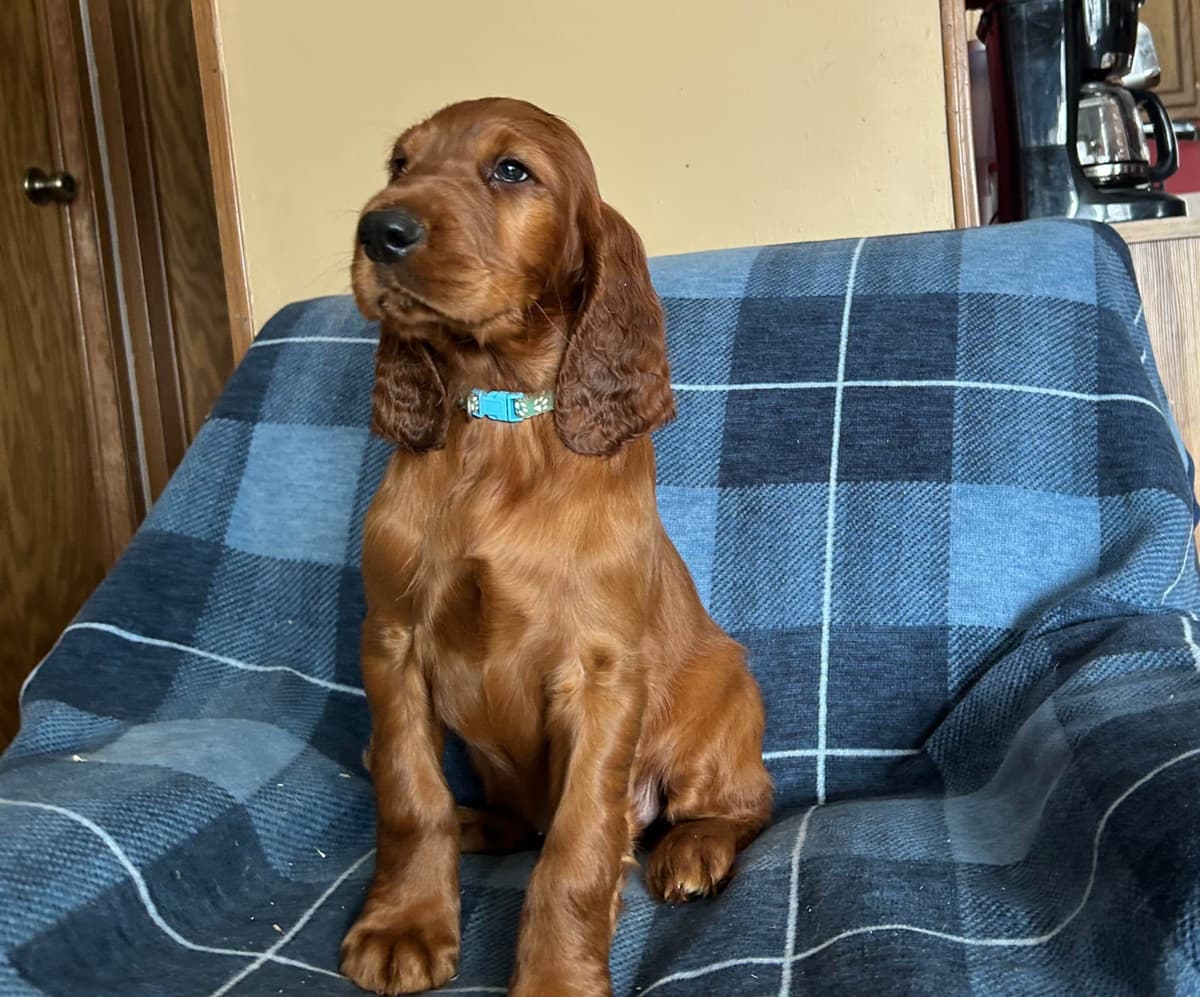 Irish Setter Puppies breeder image 10