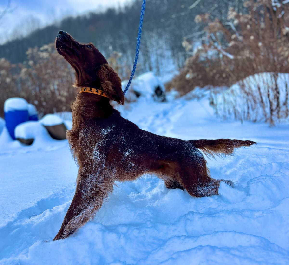 Irish Setter Puppies breeder image 12