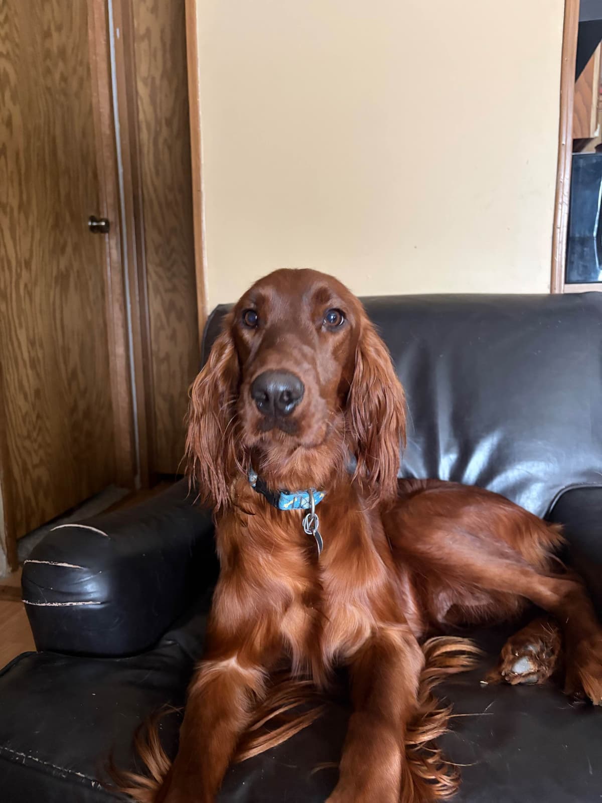 Irish Setter Puppies breeder image 17