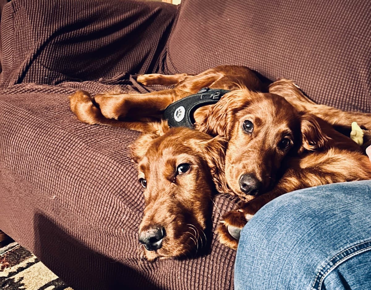 Irish Setter Puppies breeder image 14