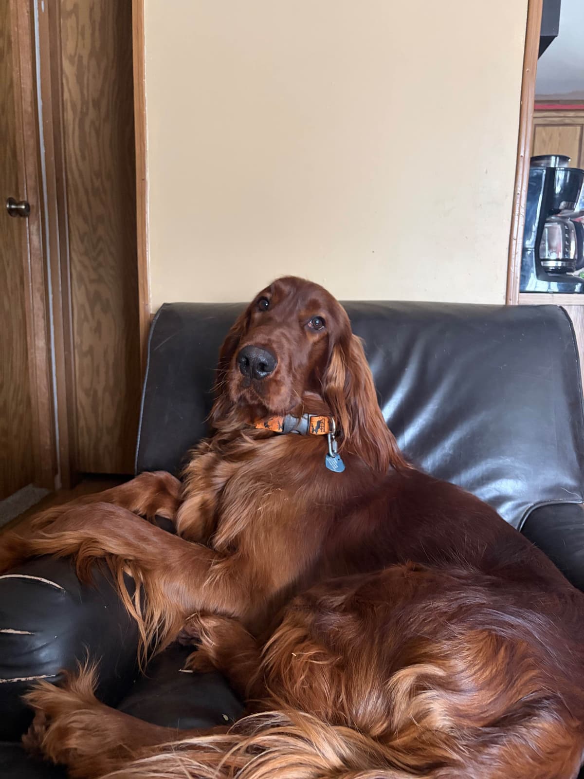 Irish Setter Puppies breeder image 18