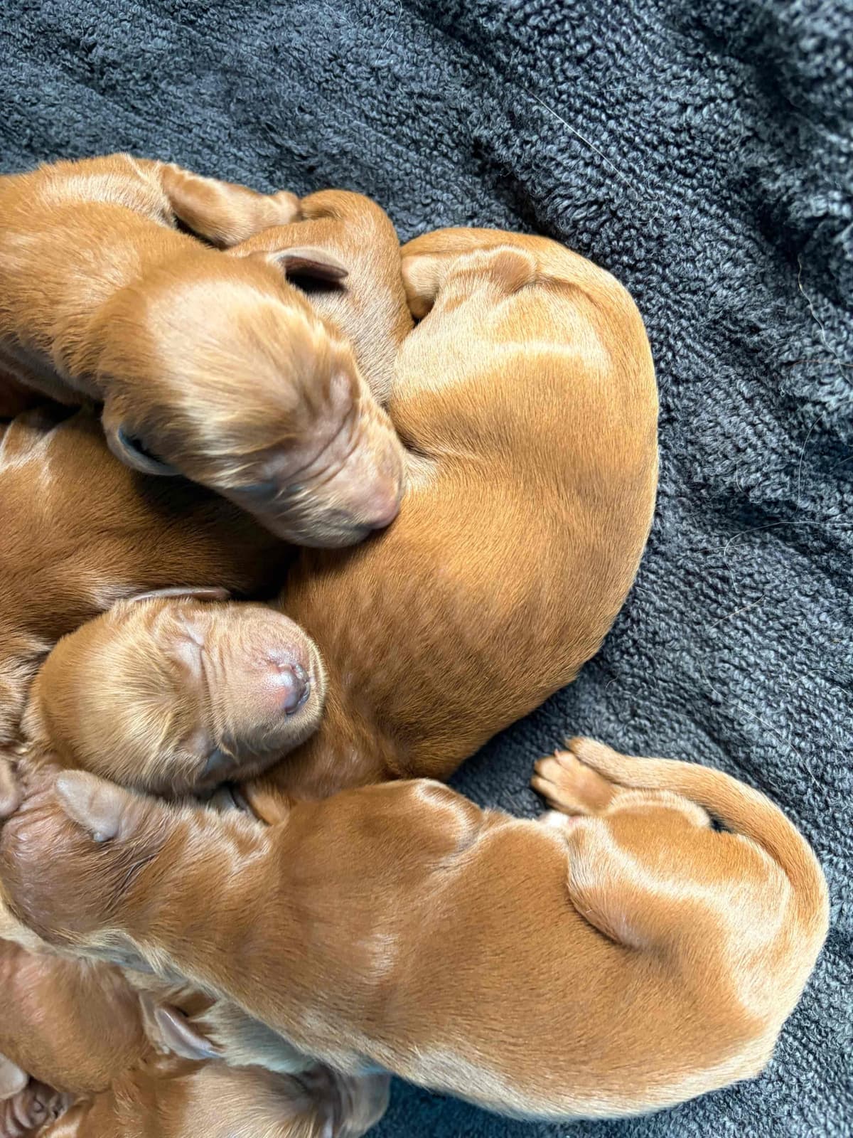 Irish Setter Puppies breeder image 20
