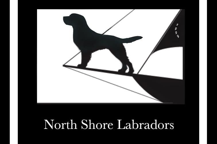 Labrador Retriever Puppies breeder image 19