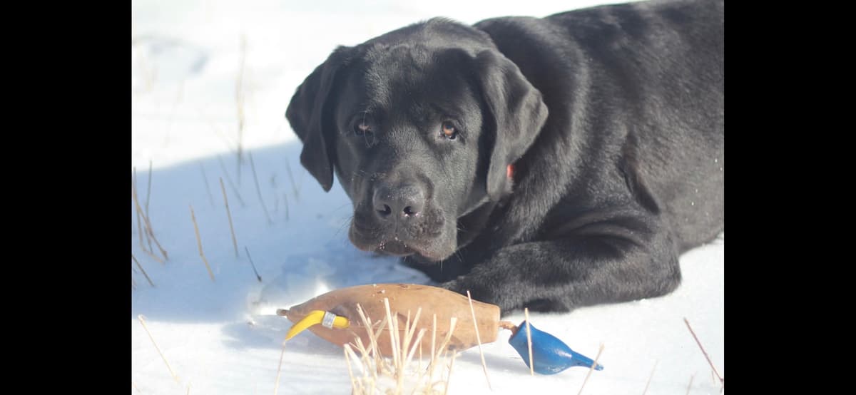 Labrador Retriever Puppies breeder image 21