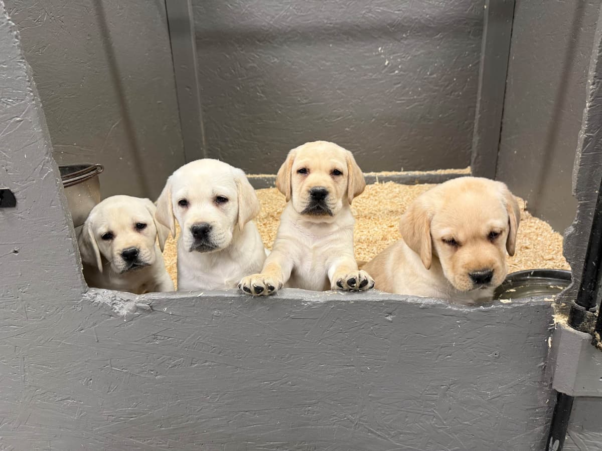 Labrador Retriever Puppies breeder image 2