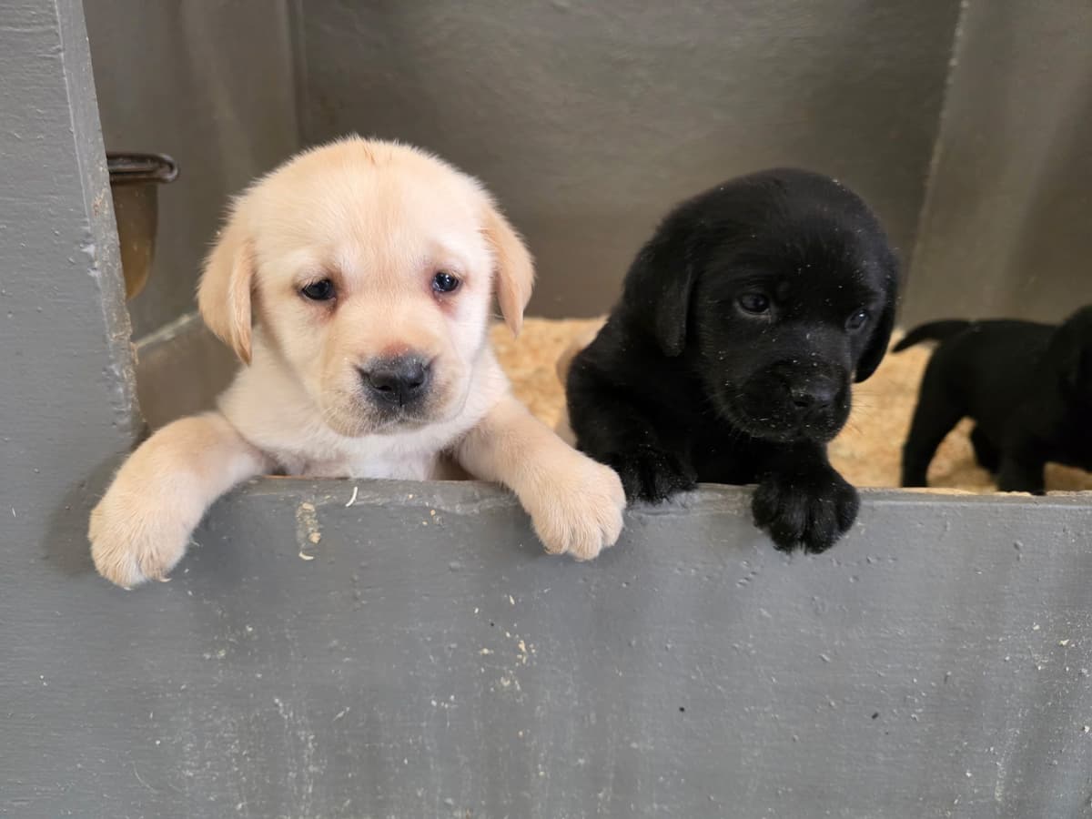 Labrador Retriever Puppies breeder image 5