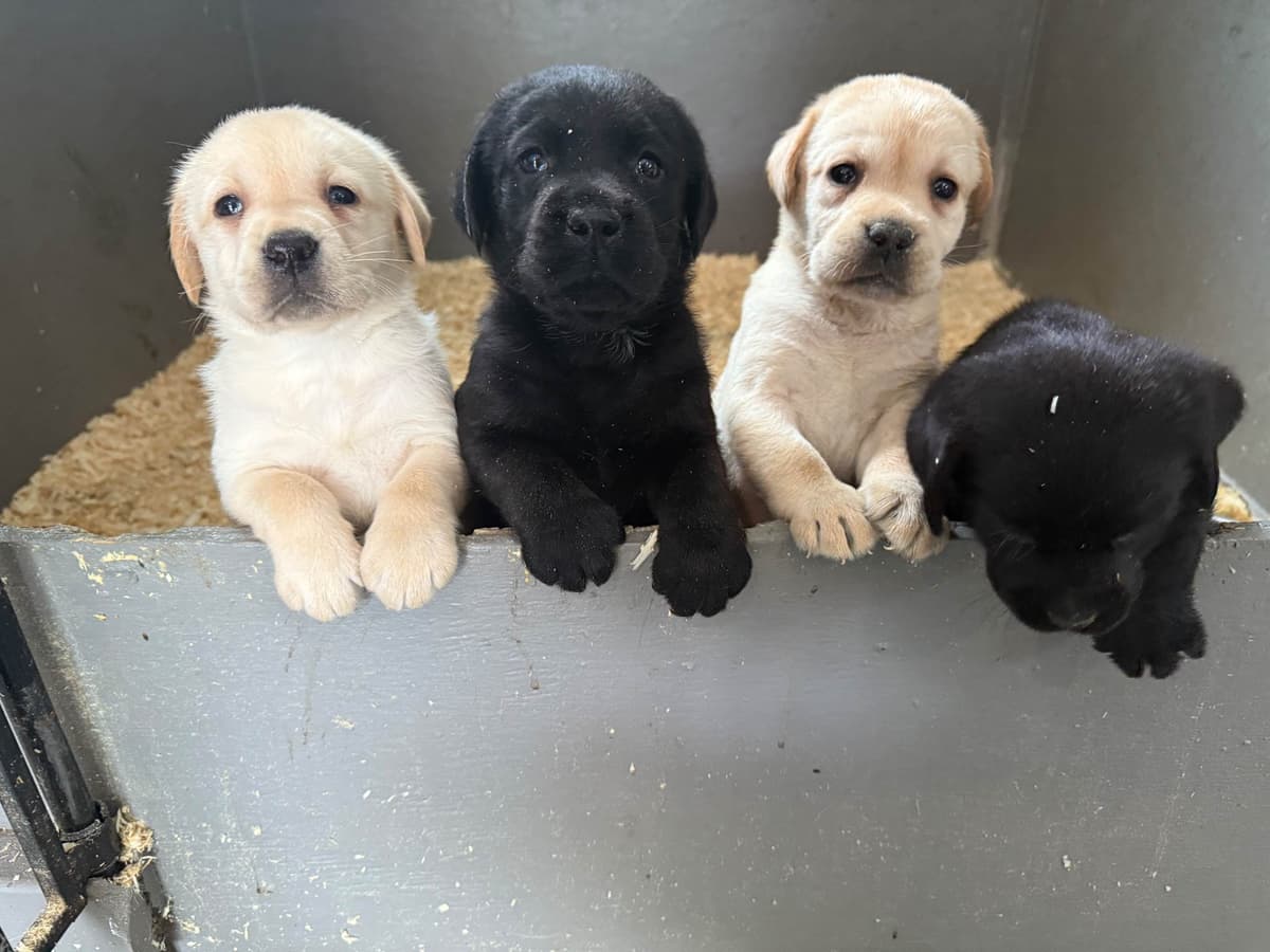 Labrador Retriever Puppies breeder image 1