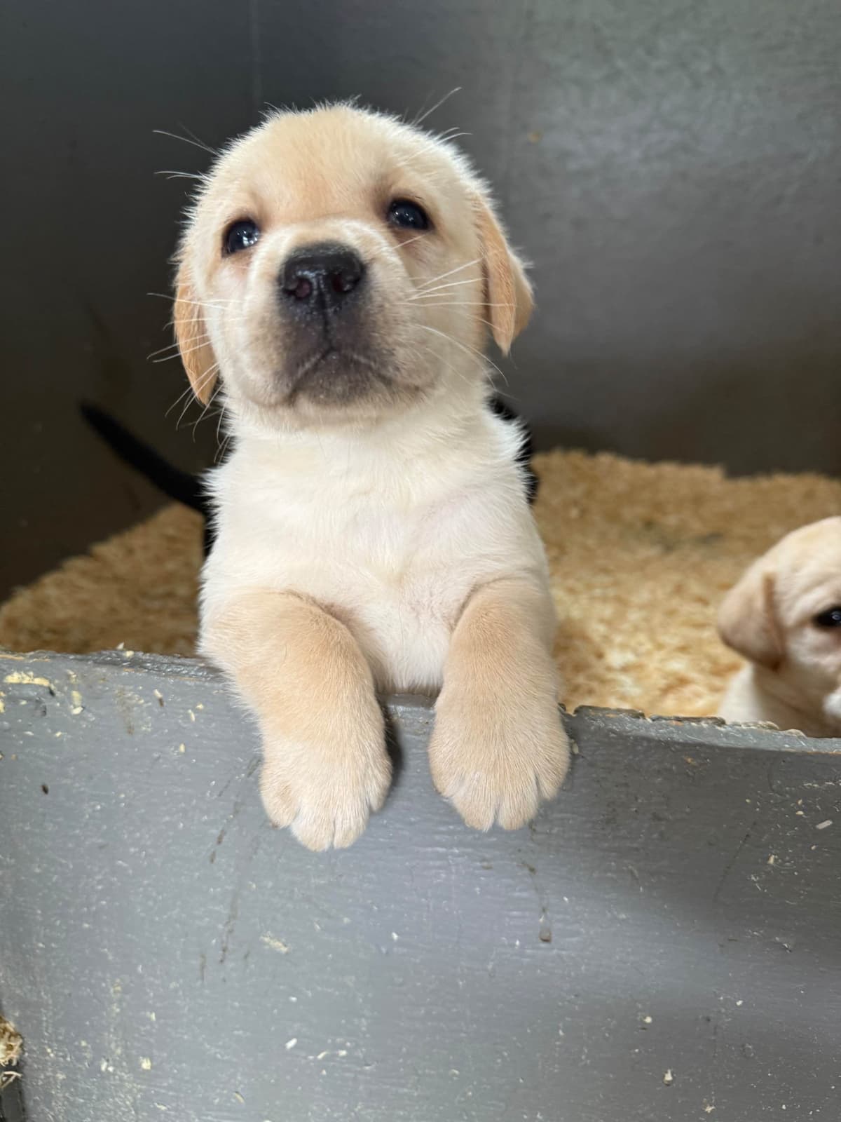 Labrador Retriever Puppies breeder image 6