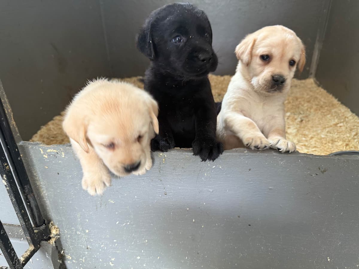 Labrador Retriever Puppies breeder image 7