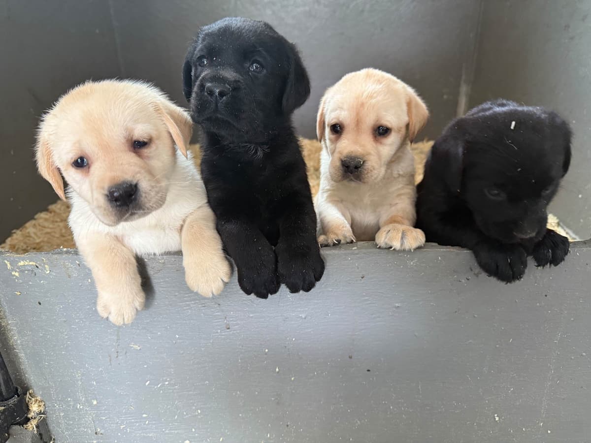 Labrador Retriever Puppies breeder image 8