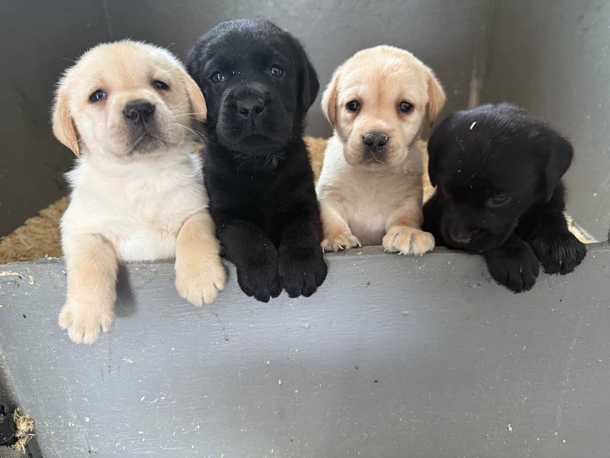 Labrador Retriever Puppies breeder image 9