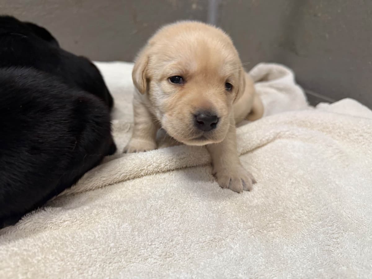 Labrador Retriever Puppies breeder image 11