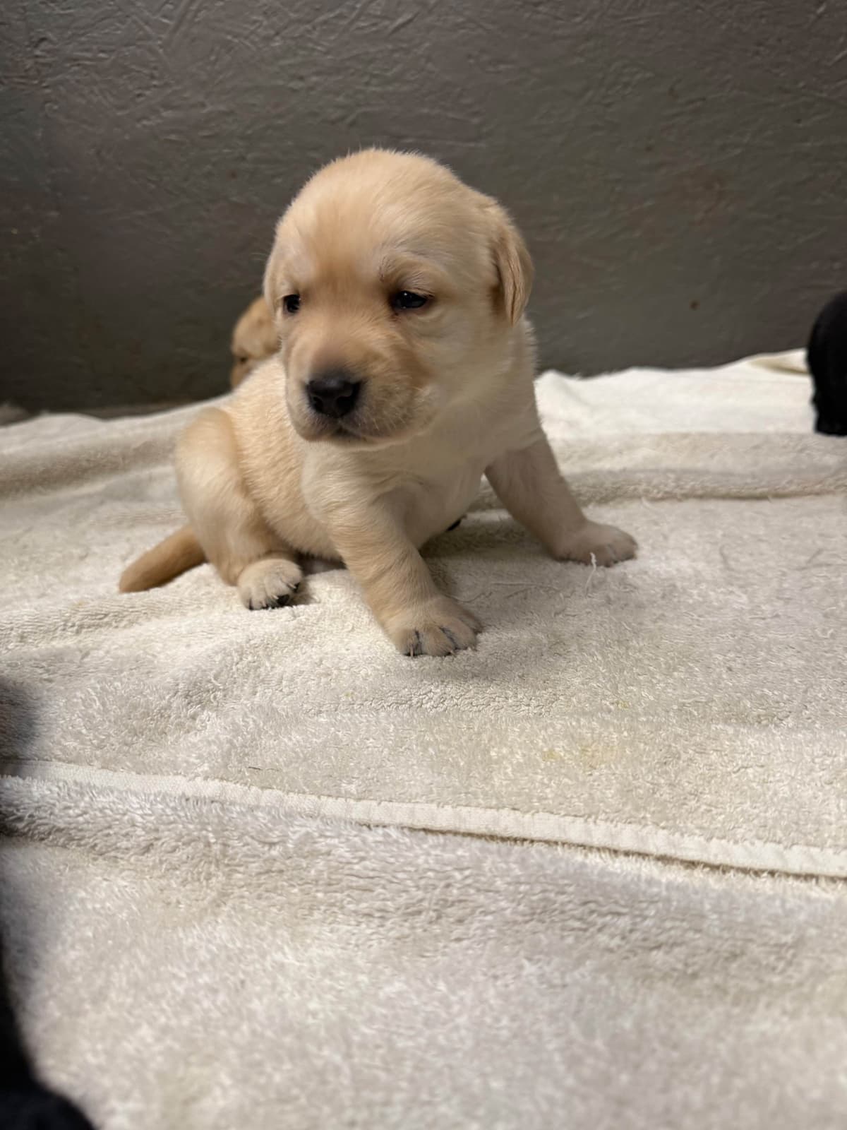 Labrador Retriever Puppies breeder image 15