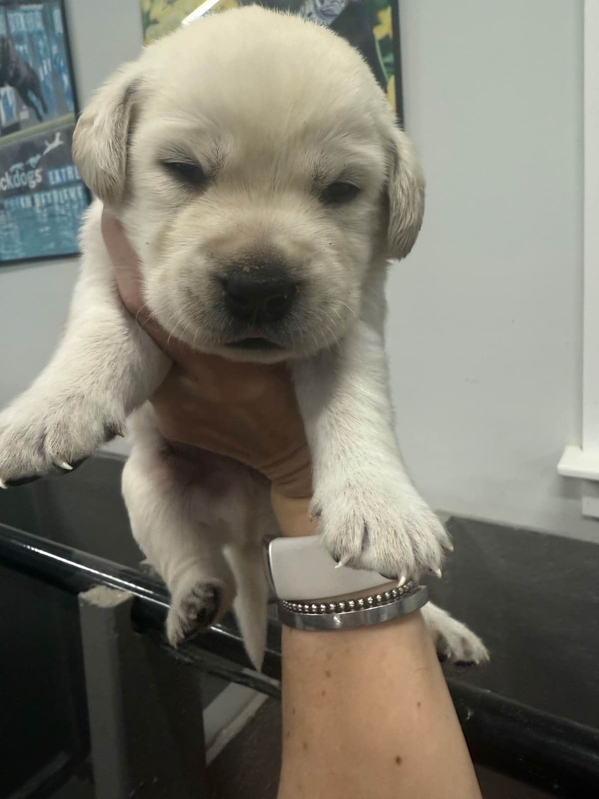 Labrador Retriever Puppies breeder image 18
