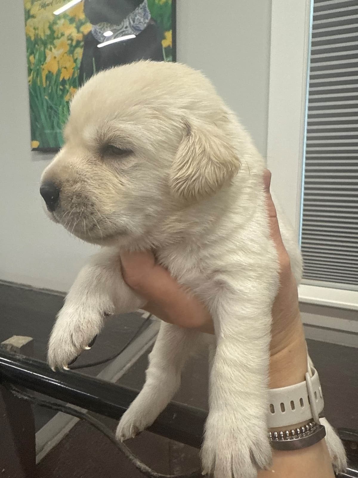 Labrador Retriever Puppies breeder image 13