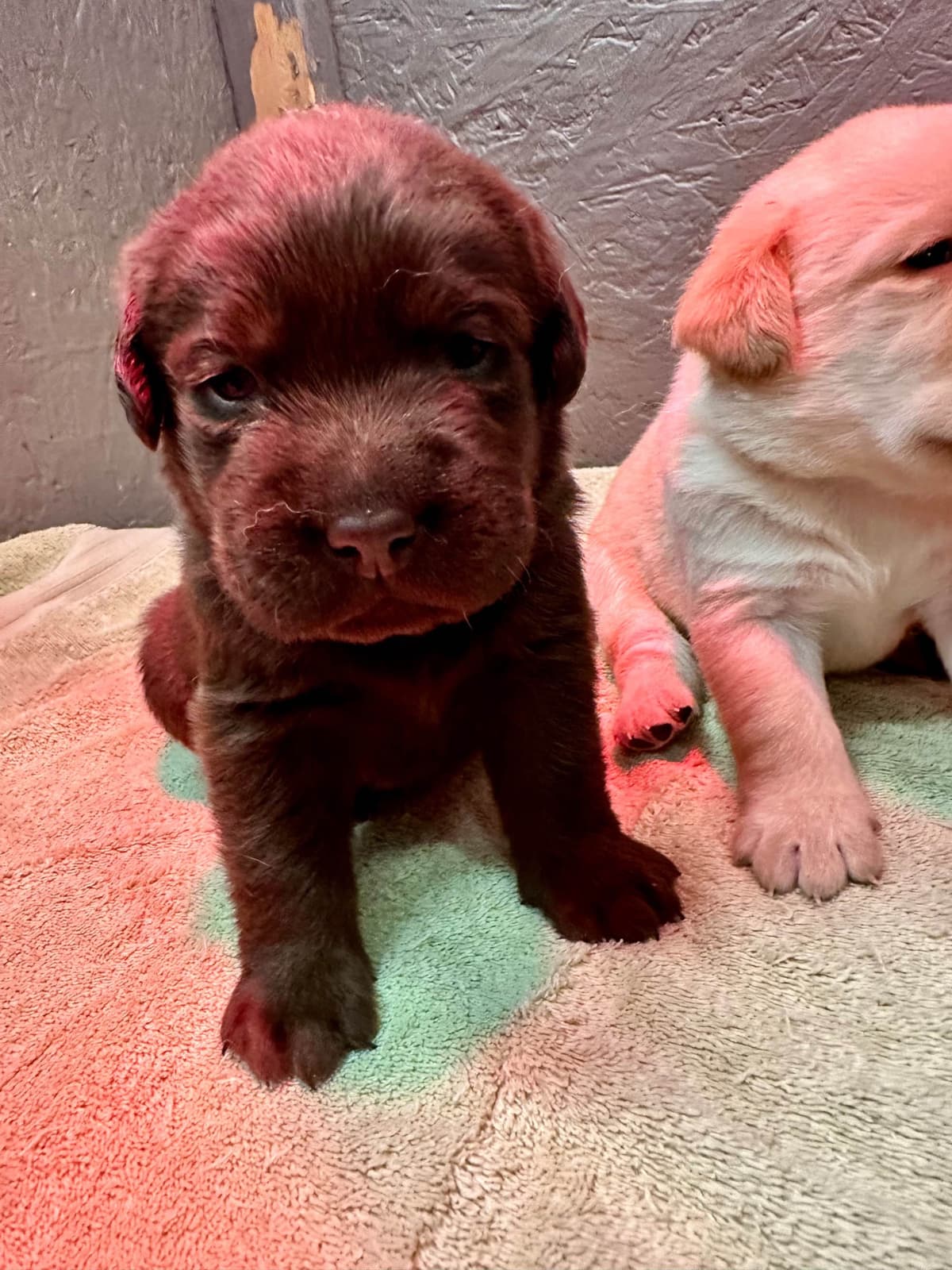 Labrador Retriever Puppies breeder image 10