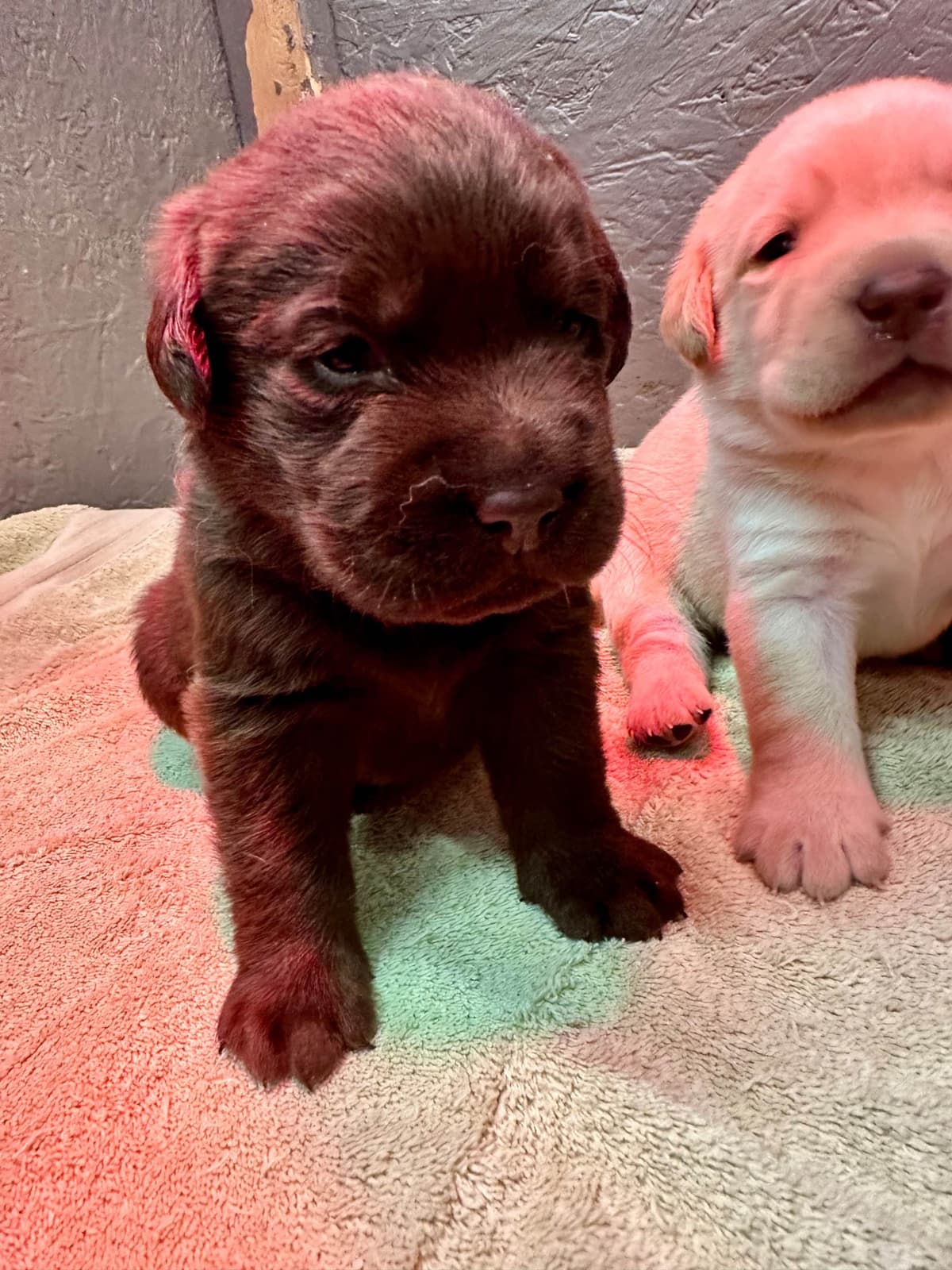Labrador Retriever Puppies breeder image 16